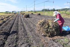 手亡のニオ積み作業を進める河野さん