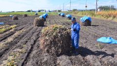 手亡のニオ積み作業を進める河野さん