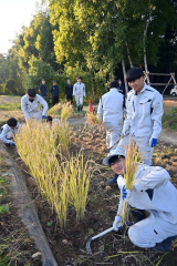 たわわに見入りした稲を刈り取る生徒ら