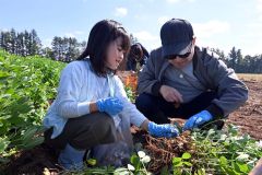 落花生尽くし「早採り」競争も　芽室落花生祭り