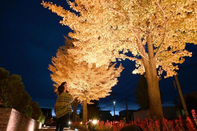夜のいちょうまつり初開催へ 19日に音更で ライトアップは16