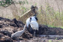 ２羽のタンチョウの側にいるカナダヅル（左、１１日午前９時半頃）

