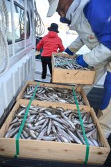 十勝港に初水揚げされた広尾沿岸のシシャモ