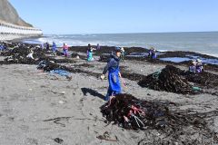 フンベ海岸に打ち上げられた大量のコンブ。「拾い漁」を行う大勢の漁業者が集まった