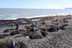 フンベ海岸に打ち上げられた大量のコンブ。「拾い漁」を行う大勢の漁業者が集まった