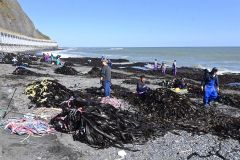 フンベ海岸に打ち上げられた大量のコンブ。「拾い漁」を行う大勢の漁業者が集まった