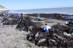 フンベ海岸に打ち上げられた大量のコンブ。「拾い漁」を行う大勢の漁業者が集まった