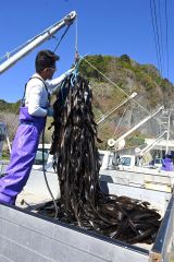 広尾フンベ海岸でコンブフィーバー　大しけ一転 7