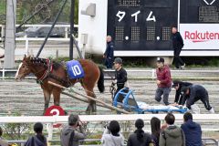 歩が止まり、人力でそりを押してもらう１才馬（須貝拓也撮影）