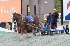 優勝した（３）ホクセイタケコが第２障害を駆け上がる（須貝拓也撮影）