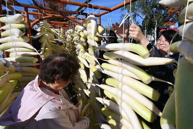 【写真】たくあん用ダイコン１５００本　平和園で恒例の天日干し