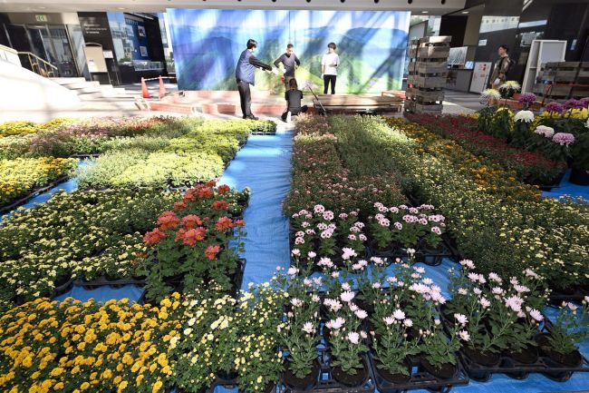 【写真】菊まつりの菊の搬入始まる　２６日開幕