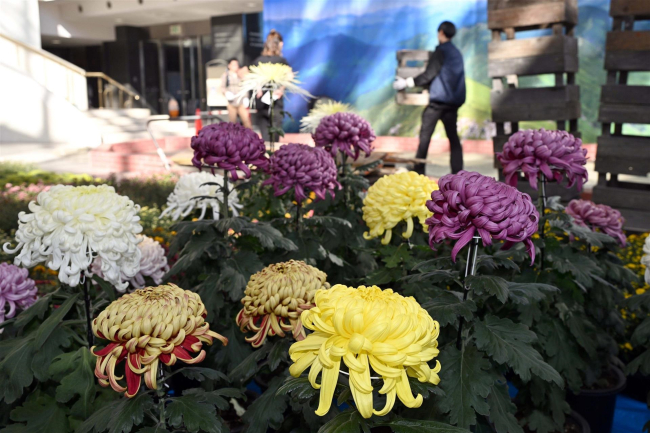 菊まつりの菊の搬入始まる　２６日開幕