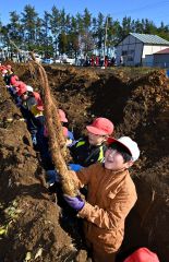 川西小でナガイモ掘り体験 10