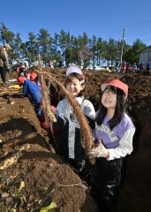 川西小でナガイモ掘り体験 7