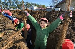 川西小でナガイモ掘り体験 9