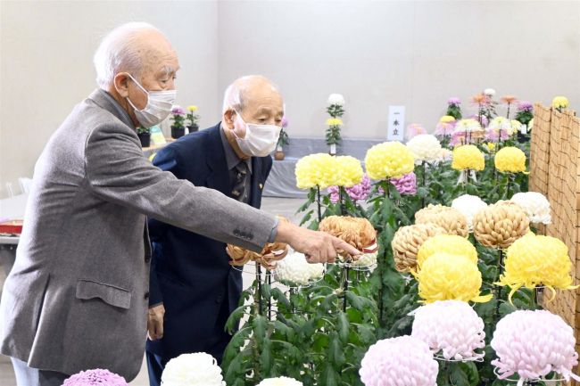 あす菊まつり開幕　１６００点が鮮やかに