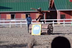 障害物を乗り越える「牡馬」