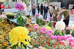 色とりどりの菊が飾られた総合花壇に見入る来場者（２６日午前１１時ごろ、塩原真撮影）