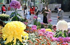 色とりどりの菊が飾られた総合花壇に見入る来場者（２６日午前１１時ごろ、塩原真撮影）