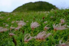 黒岳山頂から石室までの山道脇には綿毛になったチングルマがはかなげに広がっていた