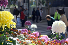 総合花壇に並んだ数々の菊