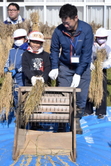 昔の道具で脱穀作業に取り組む児童