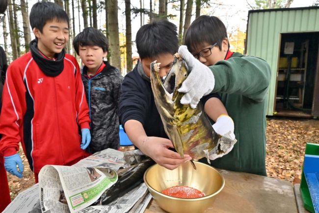 サケ稚魚放流目指し人工授精　八中自然観察少年団