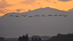 日高山脈バックに　夕暮れの空にハクチョウ飛来 2