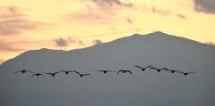 日高山脈バックに　夕暮れの空にハクチョウ飛来 3