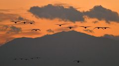 日高山脈バックに　夕暮れの空にハクチョウ飛来 4