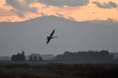 日高山脈バックに　夕暮れの空にハクチョウ飛来 5