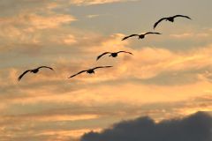 日高山脈バックに　夕暮れの空にハクチョウ飛来 8