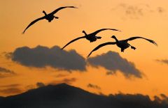 日高山脈バックに　夕暮れの空にハクチョウ飛来