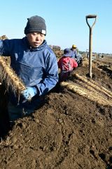 ３日に始まった川西のナガイモ収穫（午前９時ころ撮影）