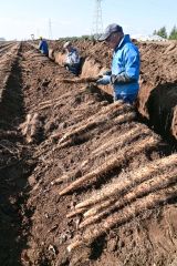 ３日に始まった川西のナガイモ収穫（午前９時ころ撮影）