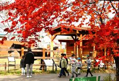 動物を見て回る来園者（４日、午前１０時１５分ごろ。金野和彦撮影）