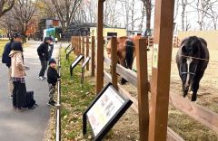 動物を見て回る来園者（４日、午前１０時ごろ。金野和彦撮影）