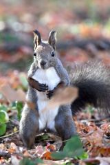 落ち葉が敷き詰められた公園で餌探しに奔走するエゾリス（６日午前９時半ごろ、帯広市のグリーンパークで。須貝拓也撮影）