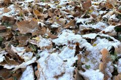 カシワの落ち葉にうっすらと積もった雪（７日午前７時半ごろ、中札内村のかしわ公園で。須貝拓也撮影）