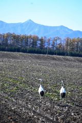 くっきりと浮かび上がった日高の山々と、畑でエサを探すタンチョウ