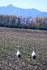 くっきりと浮かび上がった日高の山々と、畑でエサを探すタンチョウ