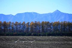 くっきりと浮かび上がった日高の山々と畑を飛び立つタンチョウ