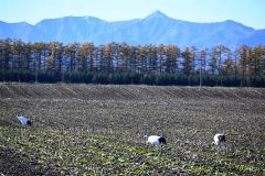 日高山脈とタンチョウがコラボレーション　大樹