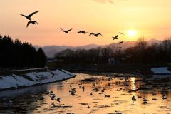 夕日を背にねぐら入りするオオハクチョウを撮影した「夕焼けの白鳥北帰行」（須貝拓也撮影）