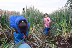 ネギを引っこ抜く子どもたち