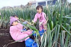 力いっぱいネギ抜いて　帯広清川で子どもが収穫体験