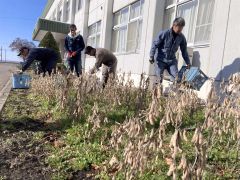 収穫作業に励むＪＡ本別町青年部の勇足美帯支部のメンバーら