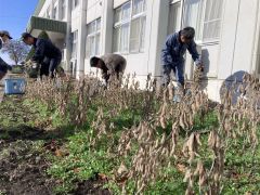 収穫作業に励むＪＡ本別町青年部の勇足美帯支部のメンバーら