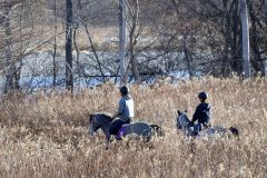 札内川周辺をパトロールする馬たち（長尾悦郎通信員撮影）